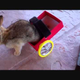Image for article titled The Bunny Video To End All Bunny Videos